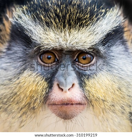 Frontal Portrait of a Wolf\'s Guenon Monkey