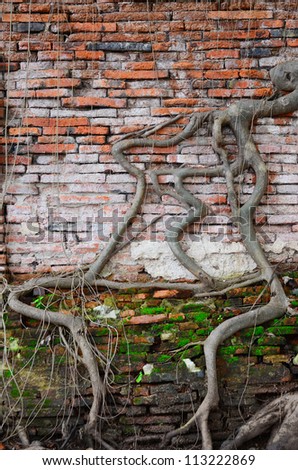 The tree roots on the old brick wall background (ruins of Ayutthaya, old capital of THAILAND )