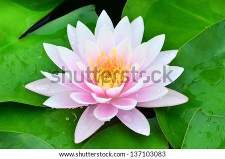 PInk Lotus Flower