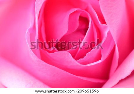 beautiful pink rose as background
