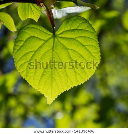 green heart leaf