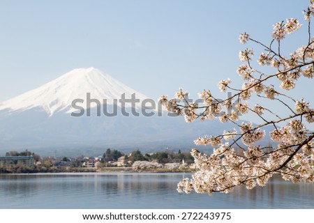 Cherry Blossom with Mt Fuji at lake Kawaguchiko