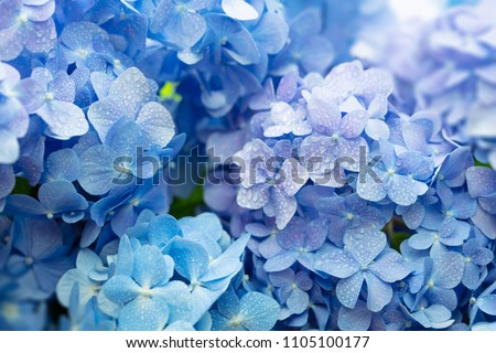 Similar – Image, Stock Photo Light purple flowers on a white background