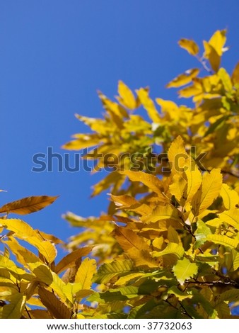 Autumn sawtooth oak under a blue sky