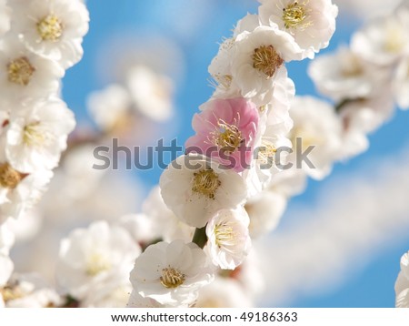 Plum tree blossom. A single pink flower on a white plum tree. Rare phenomenon.