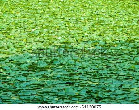 Lotus covered pond in light and shadow