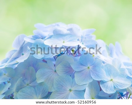 blooming hydrangea in soft tone