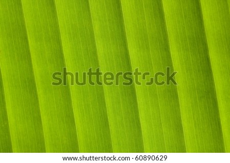 Banana leaf, high magnification.