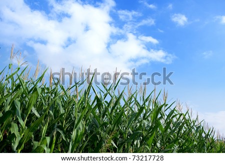 Early autumn cornfield with blue sky in back ground.