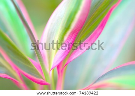 Red Edge plant (Cordyline fruticosa) , also know as Cabbage Palm, Good Luck Plant, Palm Lily. Intentionally shot with shallow depth of view.