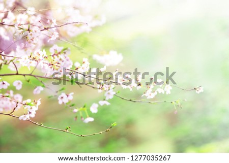 Cherry Blossoms