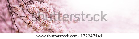 Spring Cherry blossoms in full bloom. Title header (horizontally wide) dimension image.