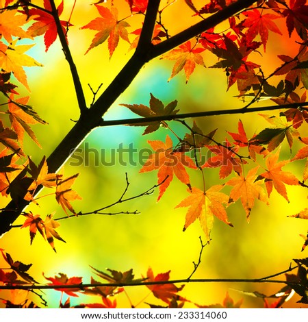 Autumn maple leaves in warm pastel colors.