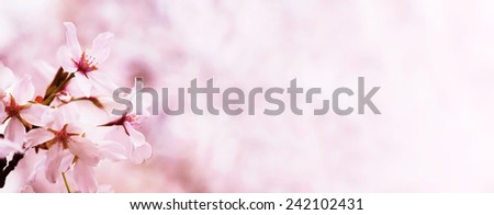 Spring cherry blossoms. Title header (horizontally wide) dimension image.