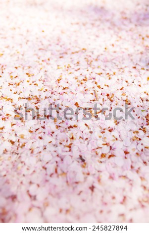 Ground completely covered with cherry blossom petals. Pink cherry flower petals covering the ground.