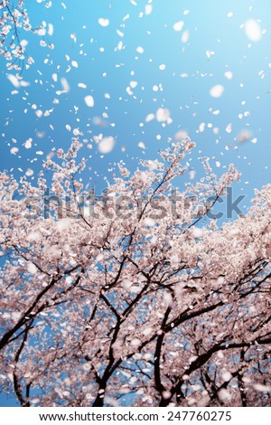 Magnificent  scene of cherry blossoms flower petals floating and blown in a spring breeze. Focus is the floating petals and not the tree.