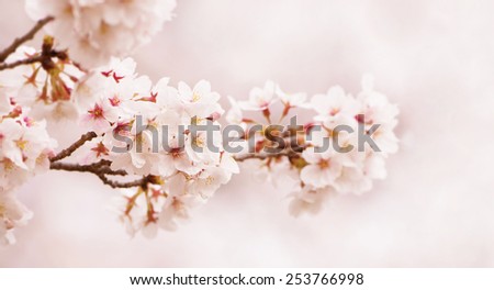 Spring cherry blossoms. horizontally wide title header dimension image. Shallow depth of field.