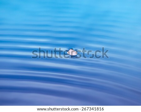 A single cherry flower petal floating on pond surface with slight water ripple. Shallow depth of field. Intentionally processed in dreamy color.