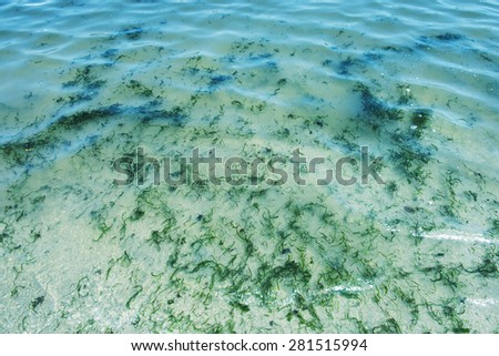 Seaweed leaves floating in ocean shore waves.