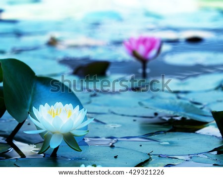 Lotus Flower