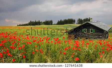 picturesque landscape with red poppy field and wooden shelter, tuscany