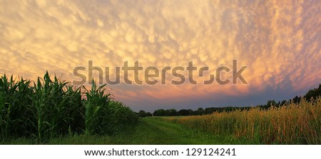 dramatic scenery at harvest time with fleecy clouds. maize and oat field, sunset sky