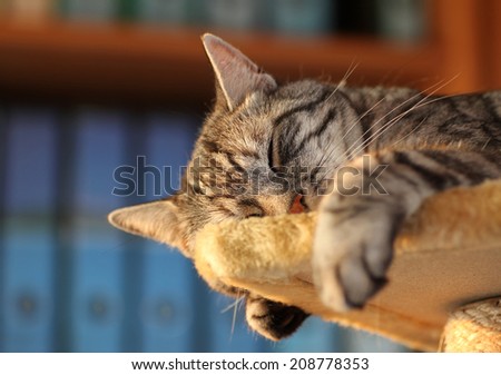 exhausting office job - sleeping tabby cat