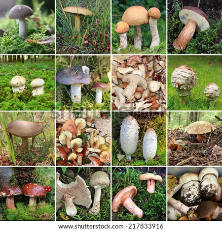 collection of wild edible mushrooms in the woods