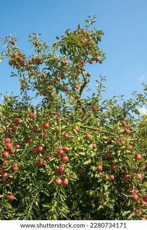 Similar – Image, Stock Photo Apple tree in front of blue sky