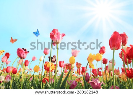 Foto Bild Blumenbeet mit verschiedenen Blumen im Park