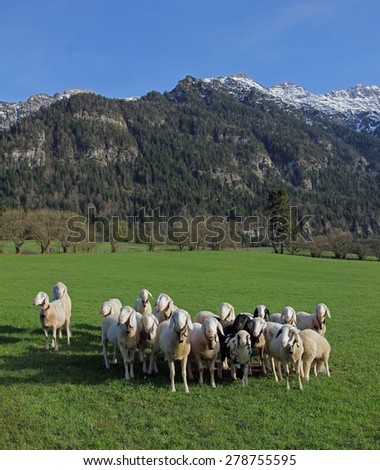sheep flock on the meadow, alpine landscape, germany