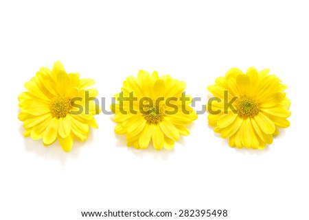 Yellow Chrysanthemum on white background