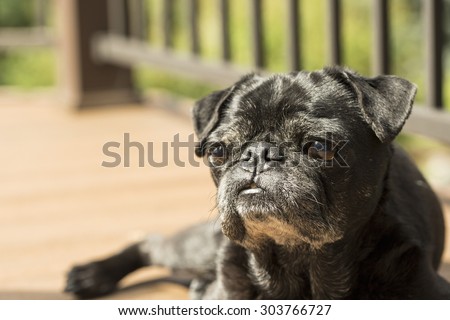 Black Pug on the wood deck