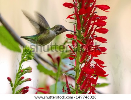 Female Ruby throated Hummingbird on a Scarlet Lobelia Flower