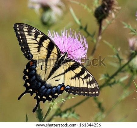 Eastern Tiger Swallowtail Butterfly on a pink field thistle