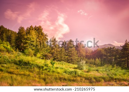 Purple sunset over beautiful nature landscape with pine trees and green meadow.