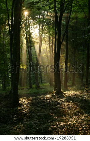 The morning sun shines trough the forest, an view only seen by those who rise early...