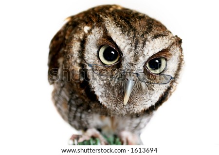 Wise Owl wearing Reading Glasses