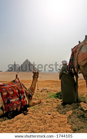 Heat Haze over The Great Pyramids wit Camels and Egytian looking on