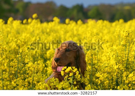 Peek a Boo, Cocker Spaniel Puppy playing in Canola Field