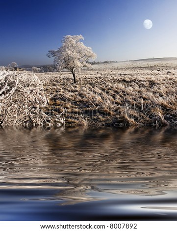 Night Frosts, a frozen Tree and Field with sheep grazing under the Moon. Taken in December with wide angle Lens in Northumberland, England