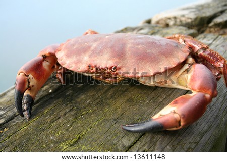 Feeling the Pinch, fresh Crab on the Dock of the Bay at Craster England famous for it\'s Crabs and smoked Kippers