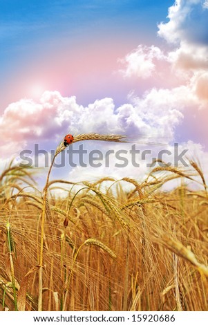 At the end Of the rainbow Sun ripened Golden Wheat with Ladybird