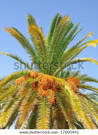 Tropical Color with Palm Tree in Africa