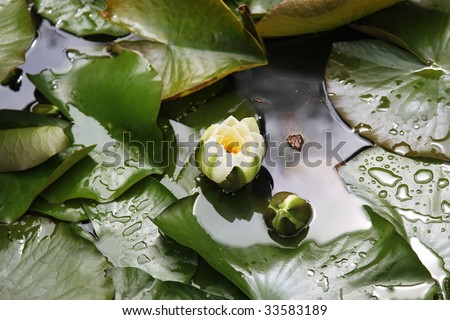 Relaxing nature study with Frog swimming to Lilly Pad in beautiful pond