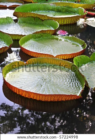 Giant Heart shaped Lily Pads with Beautiful Flowers forming a Path across lake at Sunset