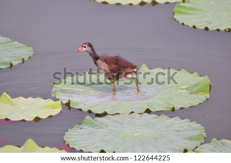Red beak wild duck in the lake