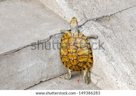 Little turtle crawling on the ground, close-up pictures