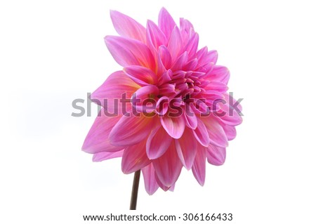 Pink dahlia isolated on a white background
