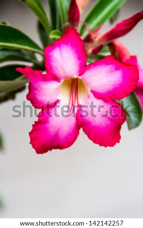 desert rose flower
